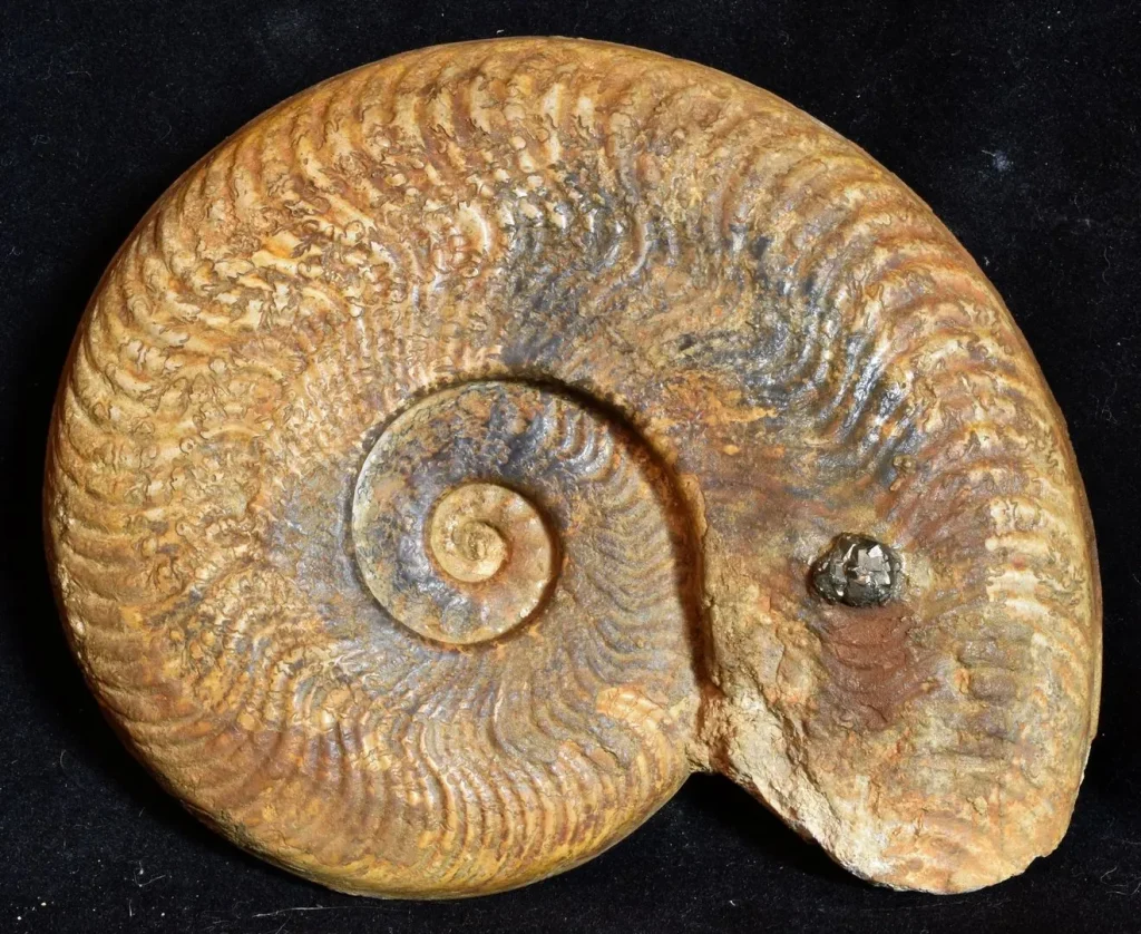 Ammonite Gökcisminin Güneş Sistemi’ndeki Rolü