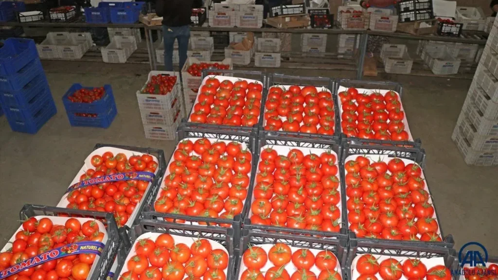 İhraç Domates: Kilosu 110 TL, 34 Ülkeye İhraç Ediliyor